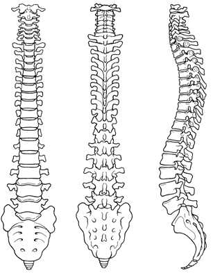 307x400 Human Anatomy Diagram Perfect Sample Spine Bones Great Odeas