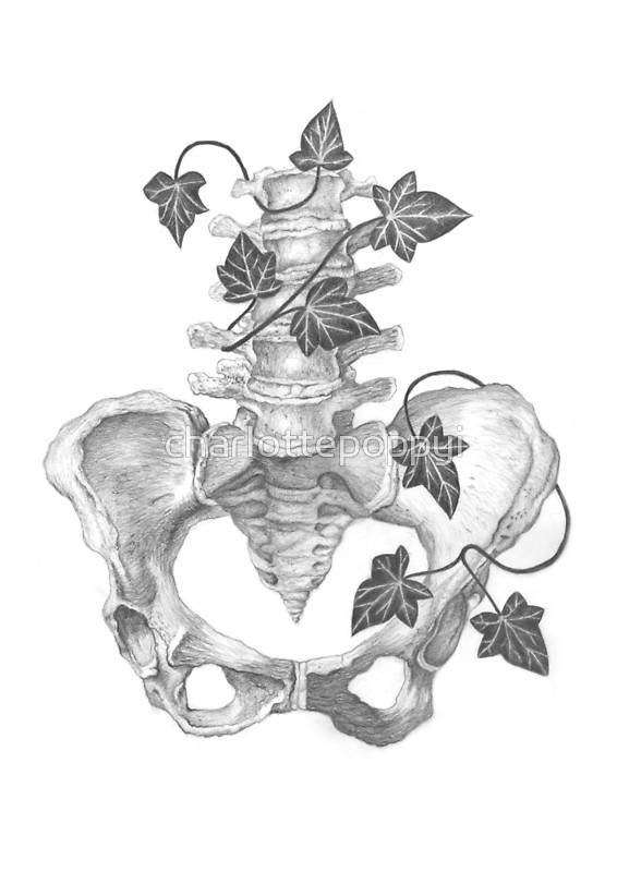 566x800 Ivy And Spine