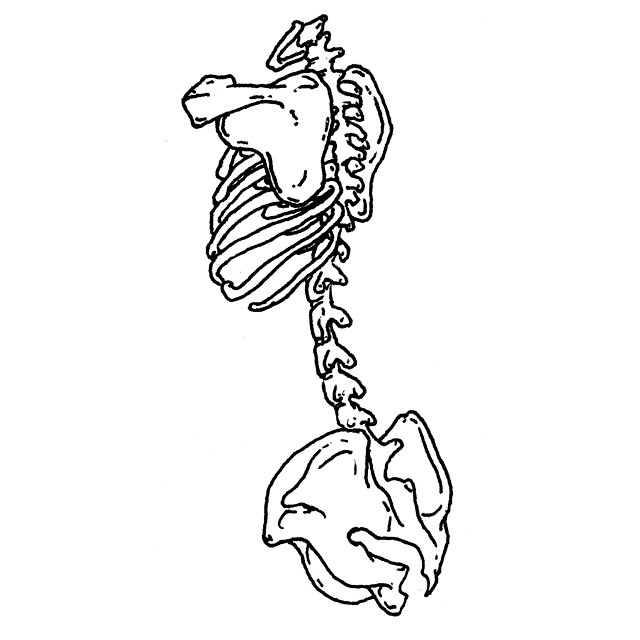 640x640 Bones Bone Drawing Sketch On Instagram