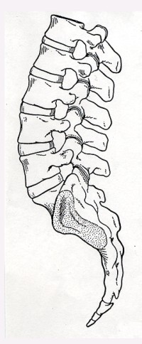 200x484 Spine Drawing