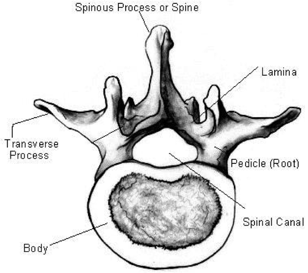 627x555 The Spine Embodiment Etudes