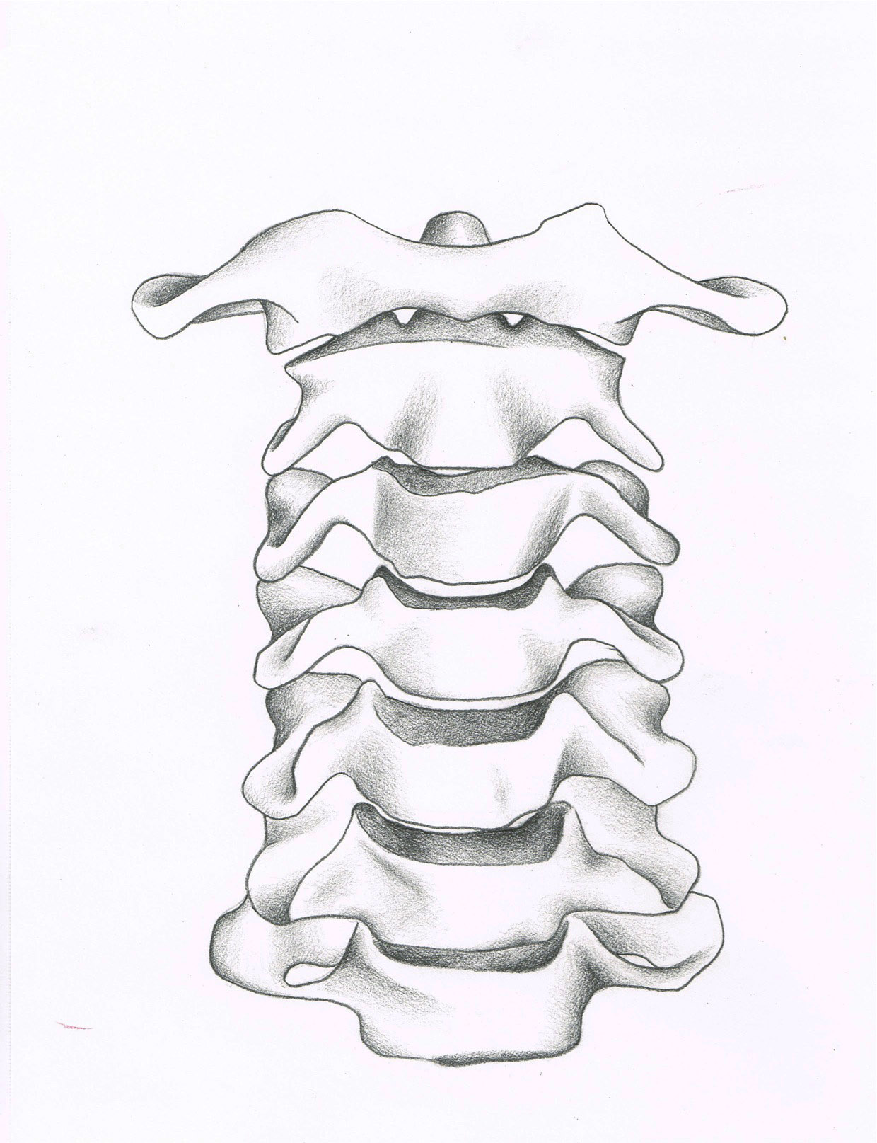 1240x1615 Cervical Vertebrae Rebecca Flannigan
