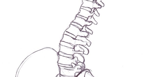 603x316 Claire Lordon Design Spine And Pelvis Drawing