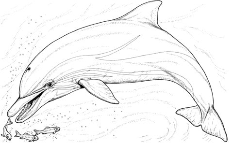 480x298 Dolphin And Several Little Fish Coloring Page Free Printable