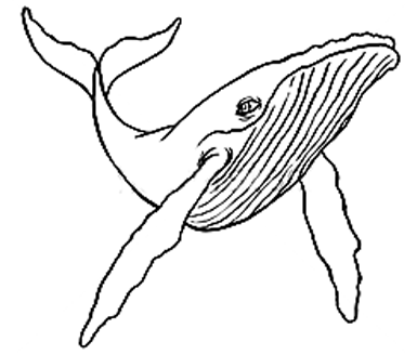 385x328 Molokini Snorkeling Tour Best Day On Maui Small Groups