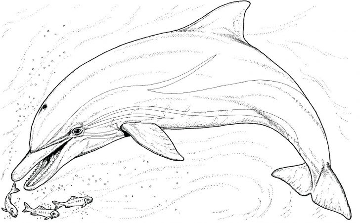728x451 Coloring Pages Dolphin Coloring Page. Dolphin Coloring Page