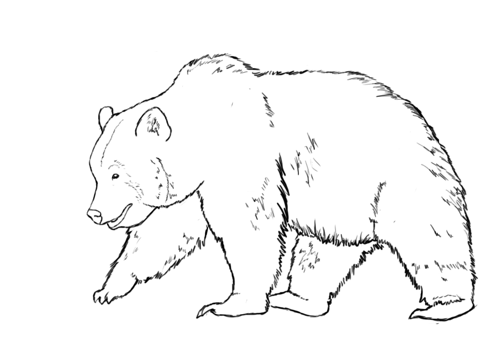 Spirit Bear Drawing at GetDrawings | Free download