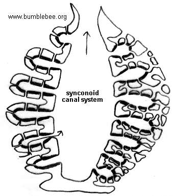 339x385 Porifera (Sponges)