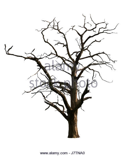 439x540 Spooky Tree Cut Out Stock Images Amp Pictures
