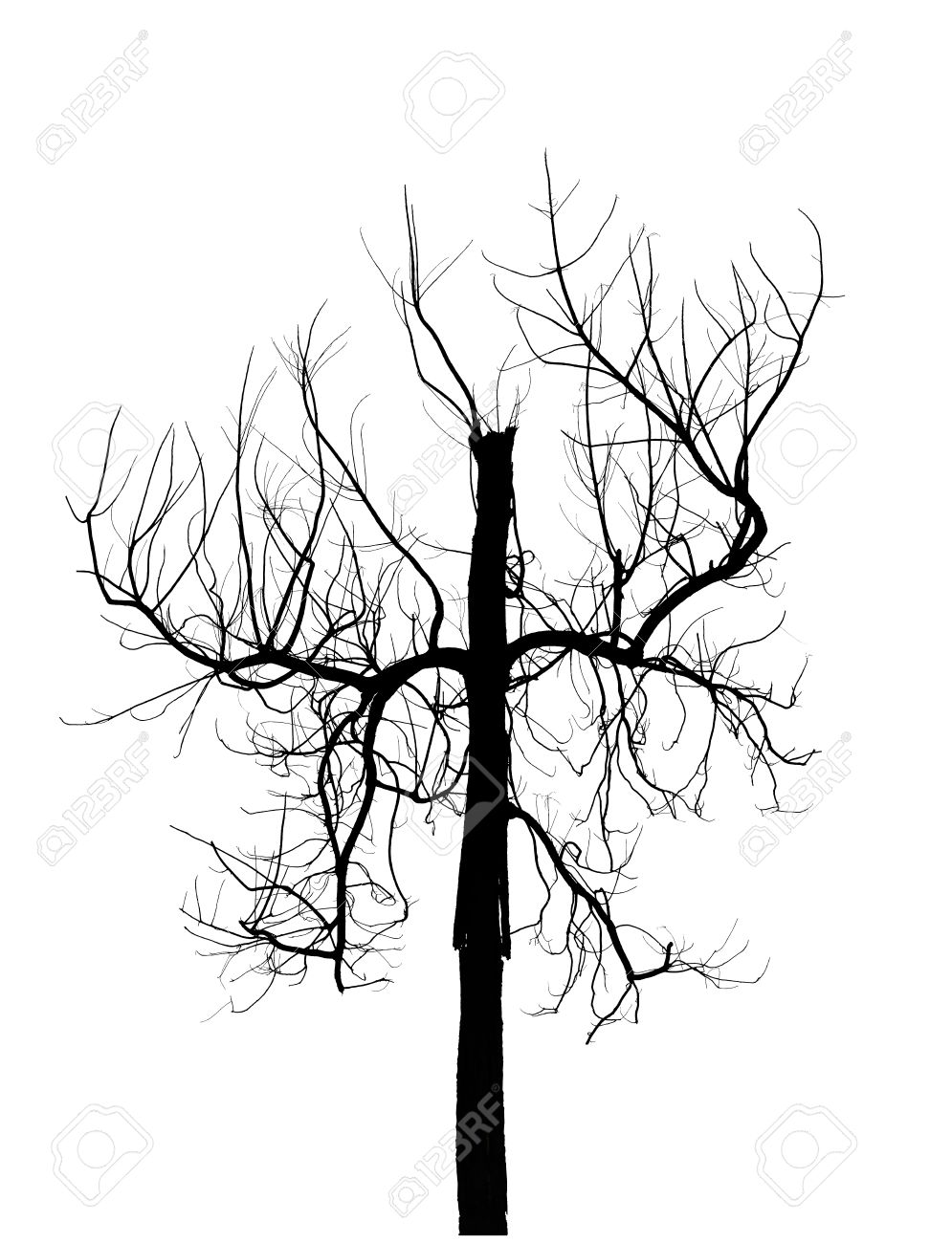 995x1300 Dead Tree Silhouette Isolated On White Background. Creepy Tree