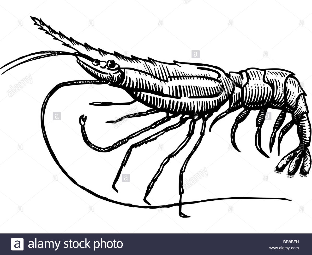 1300x1065 A Drawing Of A Spot Prawn Stock Photo, Royalty Free Image