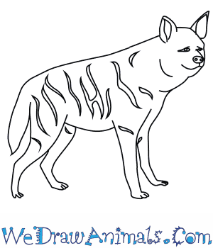 300x350 How To Draw A Striped Hyena