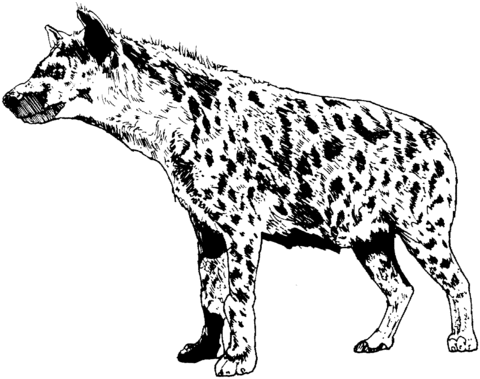 480x379 Realistic Spotted Hyena Coloring Page Free Printable Coloring Pages