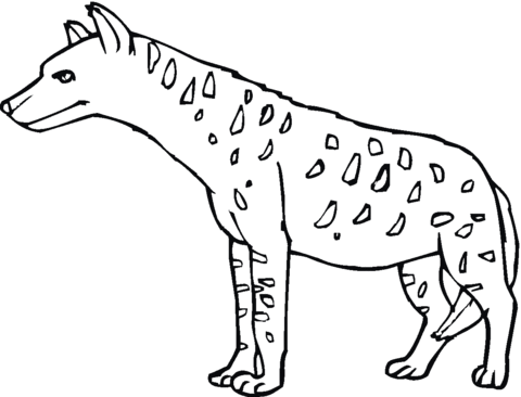 480x366 Spotted Hyena Or Tiger Wolf Coloring Page Free Printable