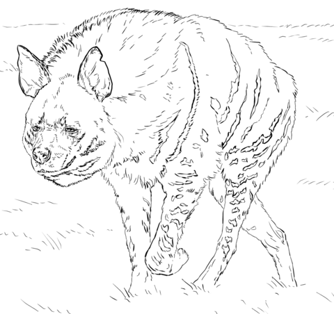 480x452 Striped Hyena Coloring Page Free Printable Coloring Pages