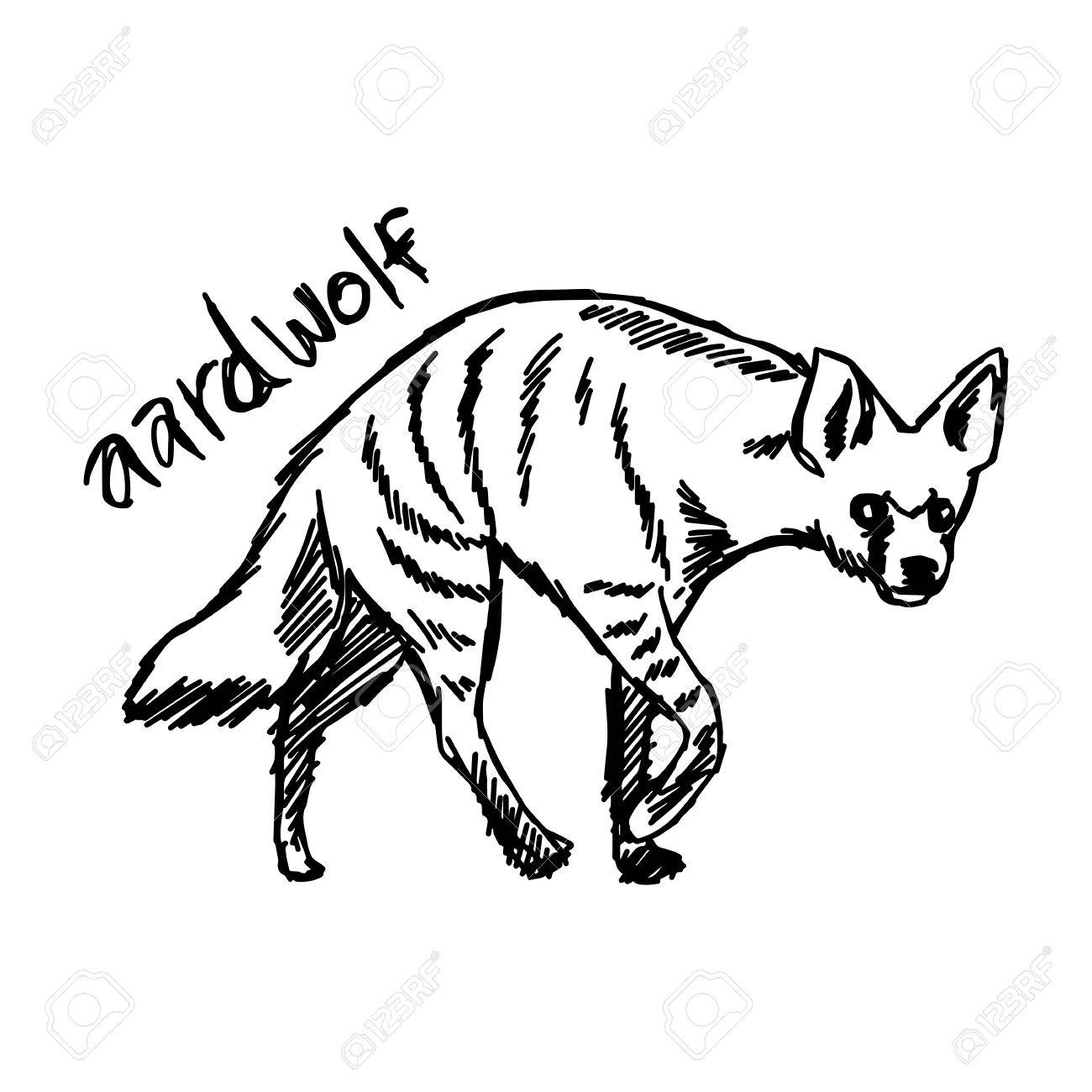 1300x1300 Vector Illustration Sketch Hand Drawn With Black Lines Of Aardwolf