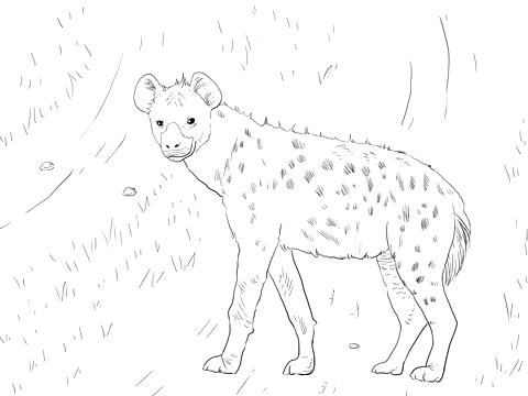 480x360 Hyena Coloring Page Synthesis.site