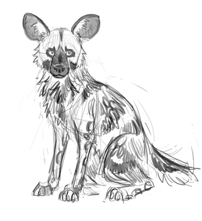 856x934 African Wild Dog