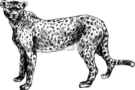 450x303 Drawn Cub Illustrator
