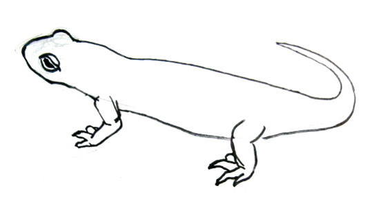 549x305 How To Draw A Salamander