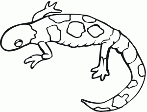 300x230 Images Of Salamander Coloring Pages