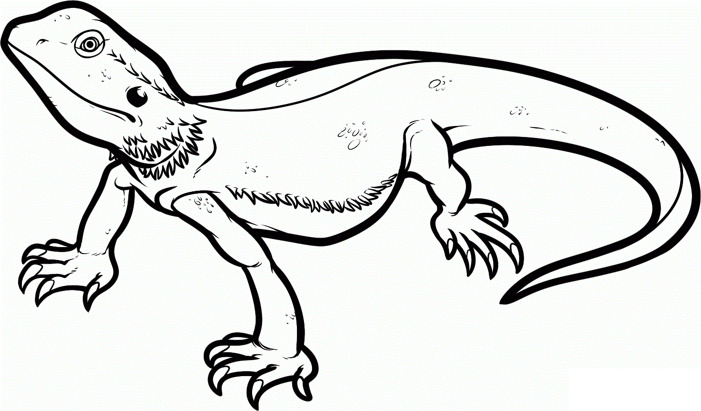 1407x825 Lizard Coloring Pages