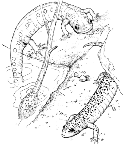 411x480 Realistic Salamander Coloring Page Free Printable Coloring Pages