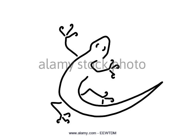 640x472 Salamander Black And White Stock Photos Amp Images