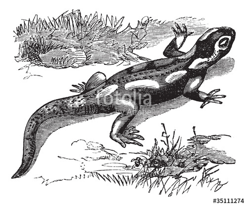 500x417 Spotted Salamander Or Ambystoma Maculatum Vintage Engraving Stock