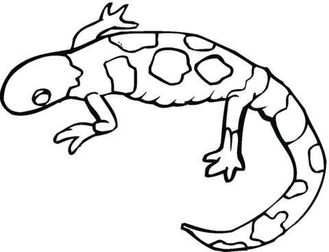 480x368 Yellow Spotted Mole Salamander Coloring Page Free Printable