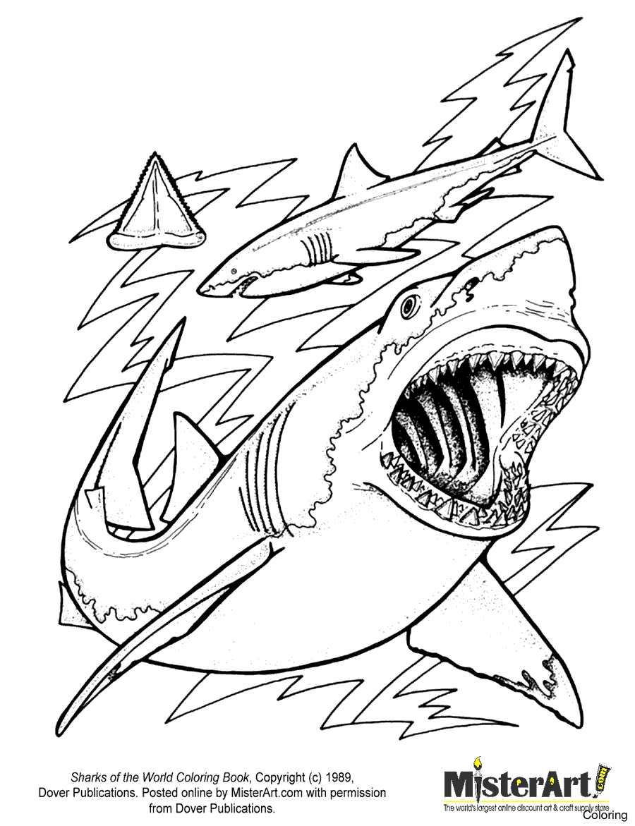 900x1171 Draw Great White Shark Coloring Pages 99 For Sheets With 2f Cool