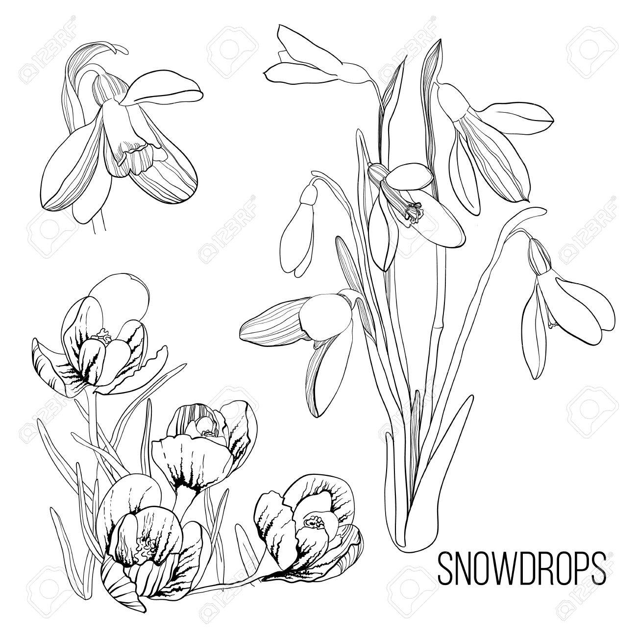 1300x1300 Illustration White With Black Drawing Contour Sketch