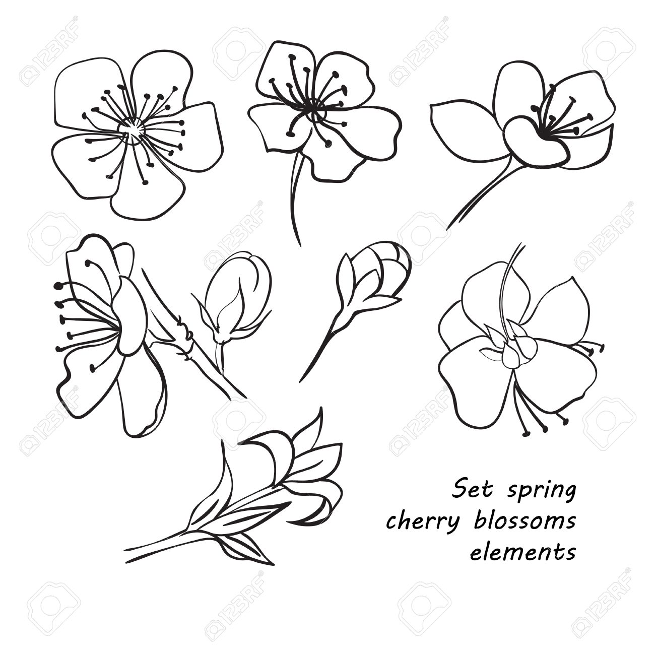 1300x1300 Set Of Spring Cherry Blossom Flowers. Hand Drawing. Black