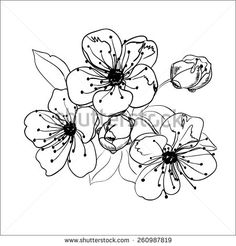 236x246 Set Of Spring Cherry Blossom Flowers. Hand Drawing. Cherry