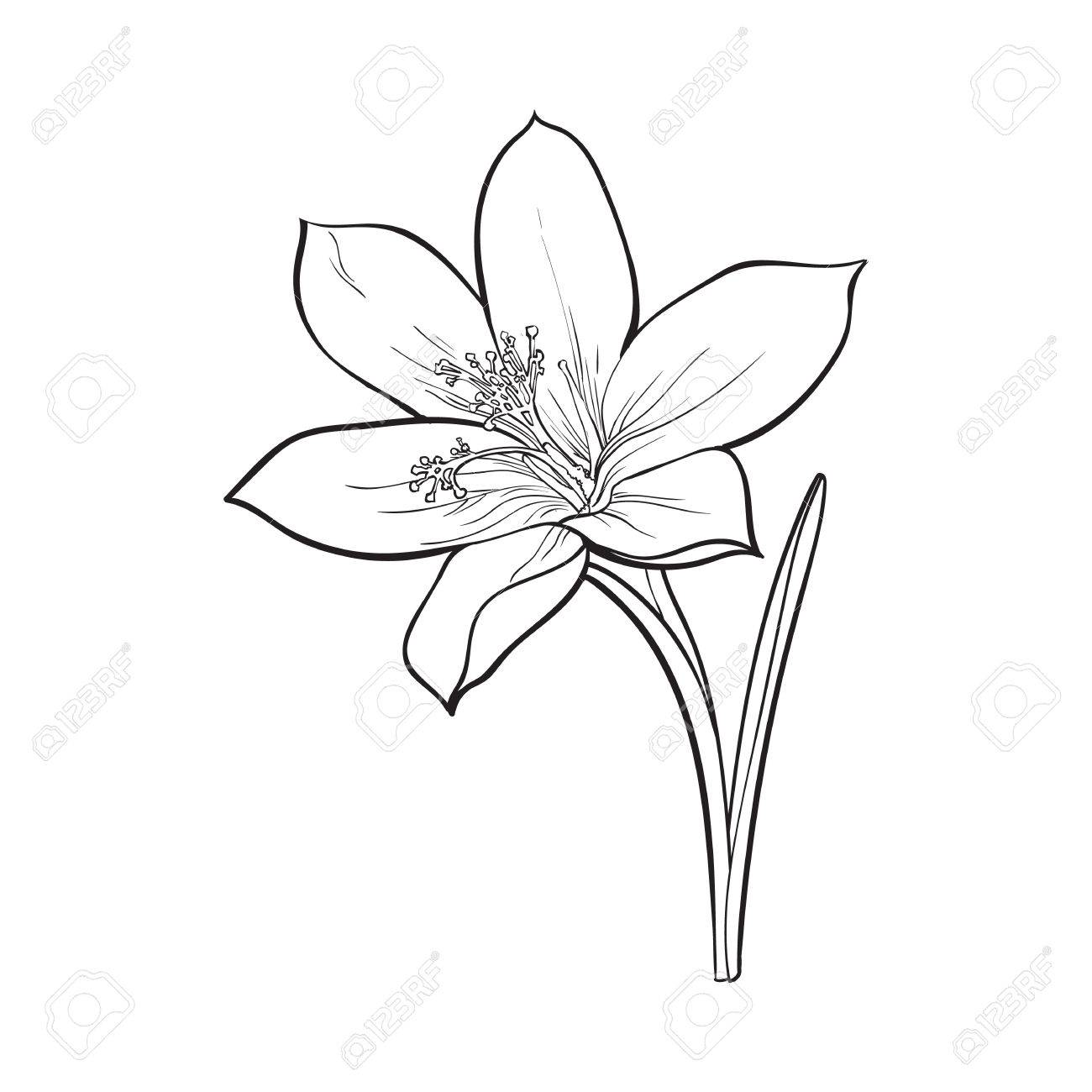1300x1300 Delicate Single Crocus Spring Flower With Stem And Leaf, Sketch