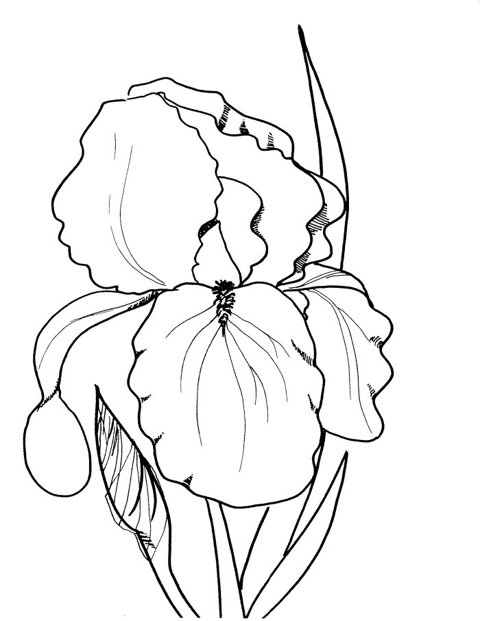 700x906 Drawings Of Spring Flowers