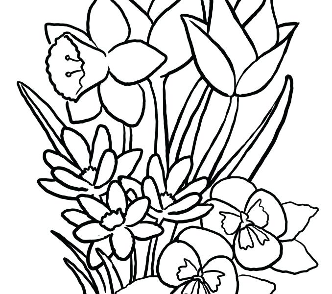 678x600 Spring Flower Coloring Pages Spring Flower Coloring Pages Free
