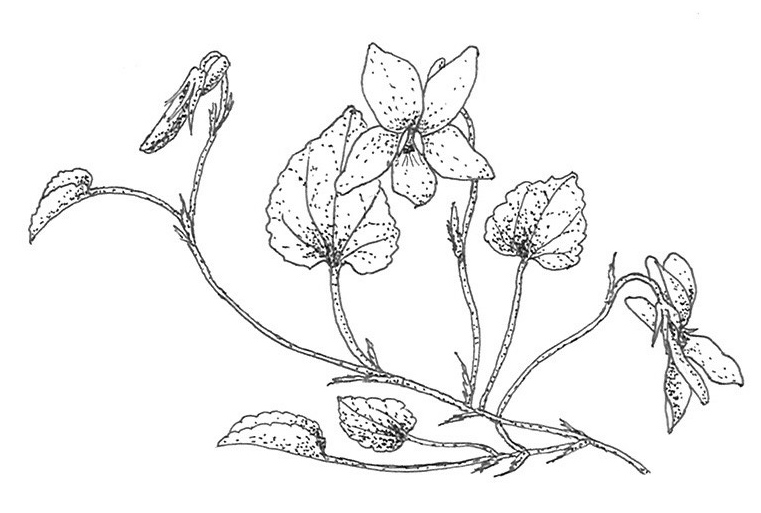 761x513 Spring Flowers And A World Audience The Prior Park Landscape