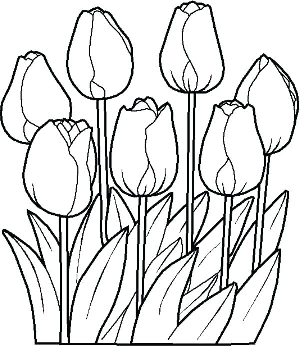 600x693 Drawings Flowers Tulips Coloring Pages Butterfly With Flowers