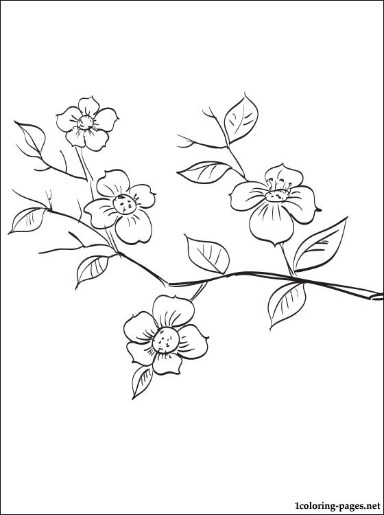 560x750 Flowering Fruit Tree Branch Coloring Page Coloring Pages