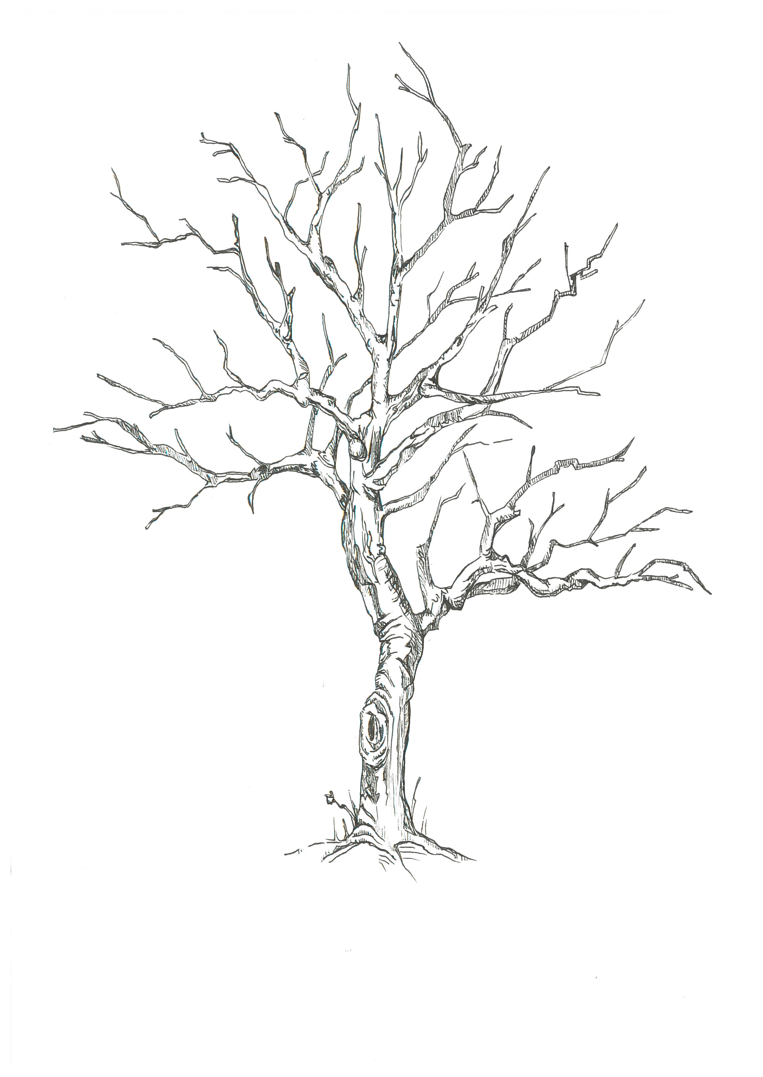 Spring Tree Drawing at GetDrawings | Free download