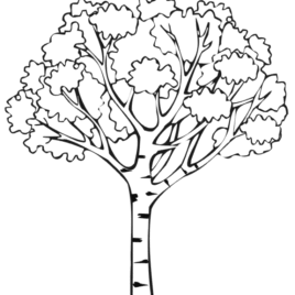 268x268 Spring Tree Coloring Page Kids Drawing And Coloring Pages