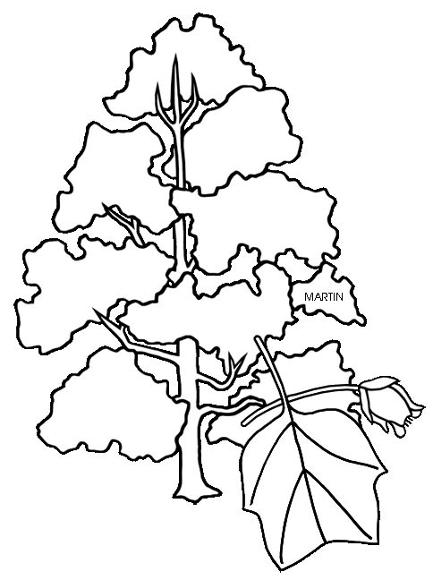 484x648 Tulip Tree Coloring Page Indiana State Tree Coloring Page