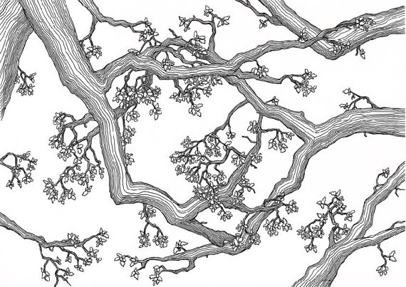 570x403 Wall Art Black And White Art Tree Picture Spring Oak A4