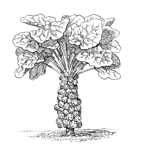 588x661 Filebrussels Sprouts (Psf).jpg