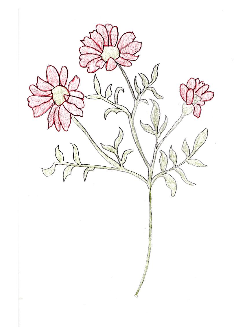 809x1128 Flowers Sketch By Booksprout