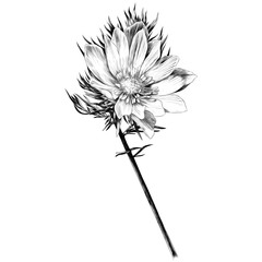 240x240 Search Photos Adonis