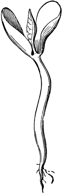 210x640 Sprout Clipart Etc