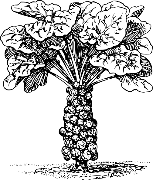 504x595 Sprouts Clip Art