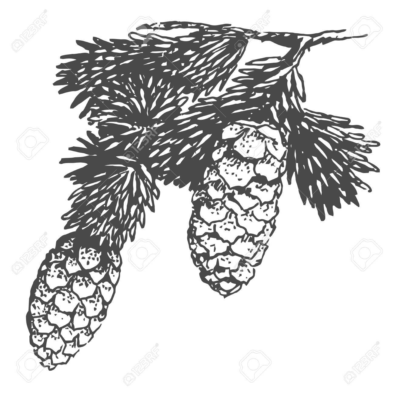 1300x1300 Hand Drawing Pine Cone On The Tree. Christmas Pinecone On Fir